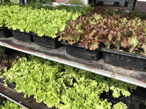 pestra izbira zelenjavnih juhic, pripravljenih za otroke