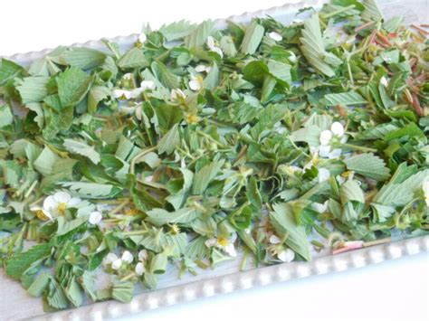 različne vrste svežih jagod in metinih listov za pripravo jagodne juhe