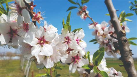 Fotografija makovih rezin