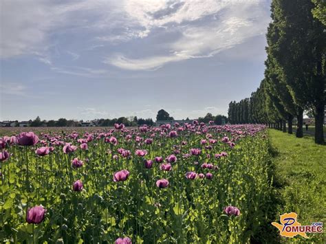 Fotografija polja ajde v cvetju