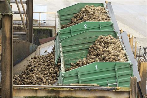 setev sladkorne pese