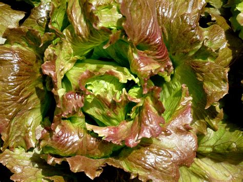 Fotografija solate Canasta z rdečkastimi listi.