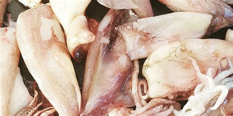 Sveži lignji pripravljeni za peko na žaru