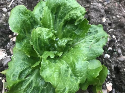 različna narezana zelenjava v loncu med kuhanjem