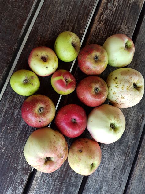 ekološka jabolka in limone