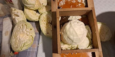 Grafični prikaz korakov priprave kislega zelja, od rezanja do fermentacije.