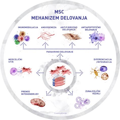 Shema delovanja antioksidantov v telesu