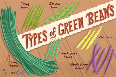 Infographics on different types of green beans