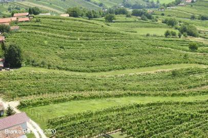 Pokrajina istrskih gričev z vinogradi in oljčnimi nasadi