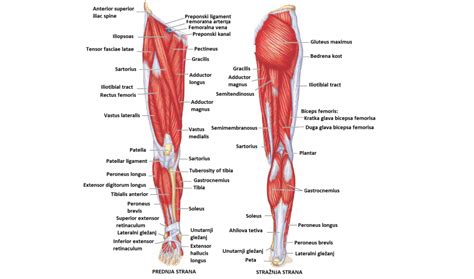 shematski prikaz anatomskih struktur noge (mišice, sklepi, žile, živci)