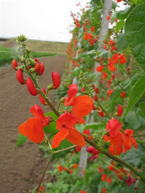 ilustracija cvetočega fižola