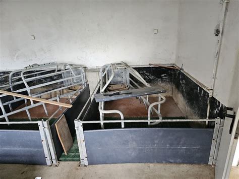 Shema idealnega svinjaka za vietnamske prašiče z ločenimi prostori za spanje, hranjenje in stranišče
