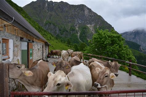 Fotografija krav črno-bele pasme