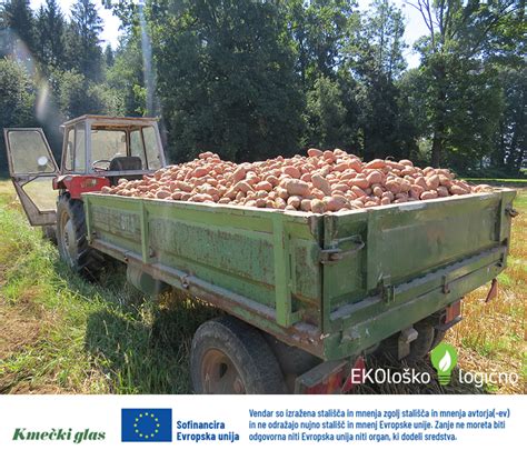 Infografika: primerjava odpornih sort krompirja proti tradicionalnim