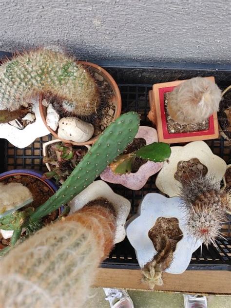 slika različnih vrst sadnih cmokov, pripravljenih s paljenim testom