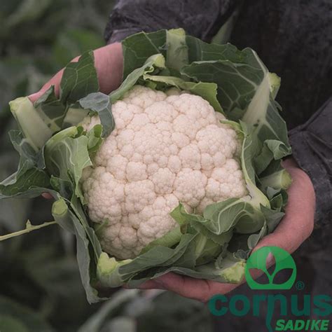 Infografika z različnimi vrstami cvetače (bela, zelena broccoflower, oranžna, caulilini).