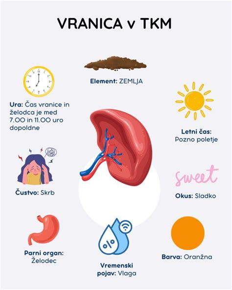 Prikaz buče kot simbola elementa Zemlje v tradicionalni kitajski medicini