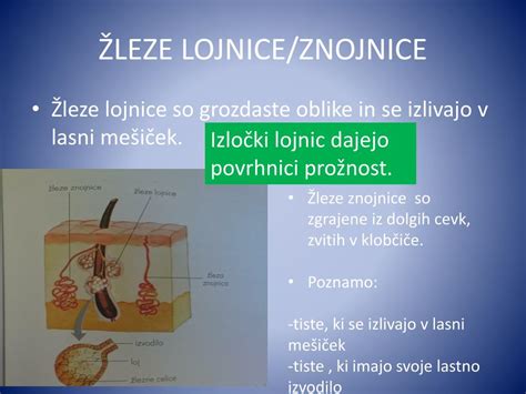 grafični prikaz lasnega mešička in žleze lojnice