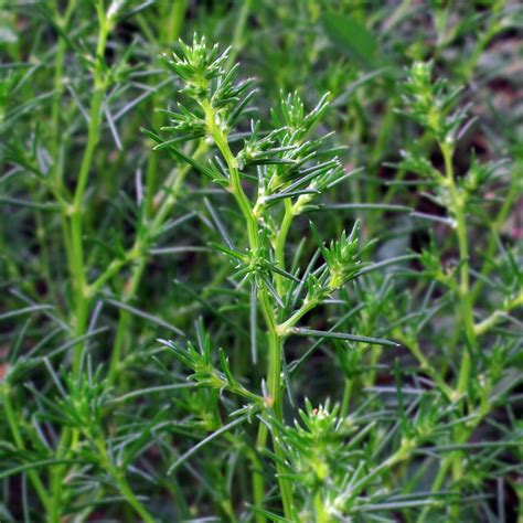 fotografija rastline solinke (Salsola soda) z njenim značilnim listjem