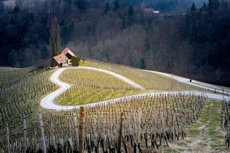 panoramski posnetek vinogradov v obliki srca pri Špičniku
