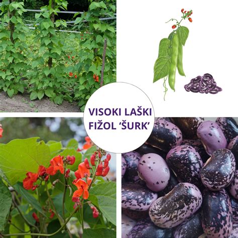 Tematska fotografija: cvetoči laški fižol na opori