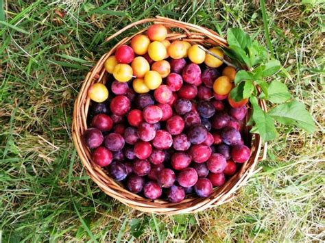 Infografika: primerjava različnih vrst sliv za marmelado (krehlj, ringlo, domača sliva)