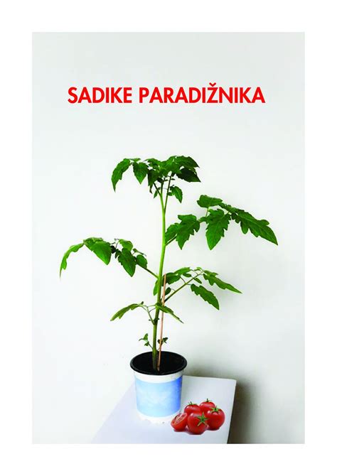 Tematska fotografija, sadike češnjevega paradižnika