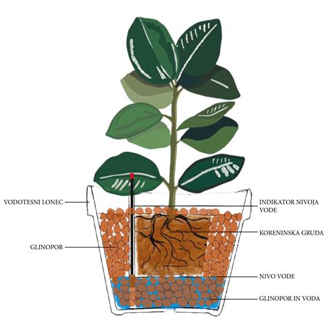 Shema pravilne razporeditve solatnih rastlin na gredici