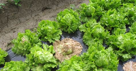 Ilustracija pravilnega zalivanja solate v primerjavi s pogostim in plitkim zalivanjem