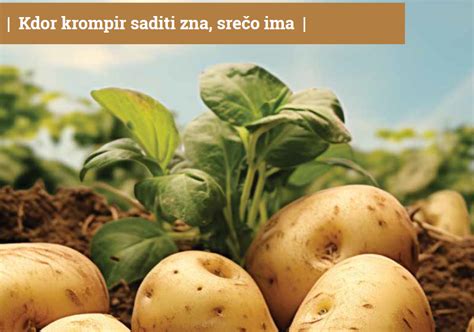 Fotografija nakaljenega semenskega krompirja