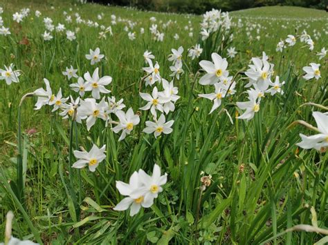 Tematska fotografija cvetočih narcis v Plavškem Rovtu ali idilične pokrajine Gorenjske