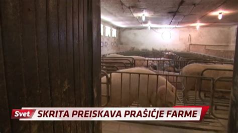 Tematska fotografija prašiča ali prašičje farme