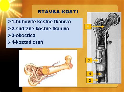 Infografika: Faze priprave kostne juhe (praženje kosti, dolgotrajno vrenje, dodajanje zelenjave)