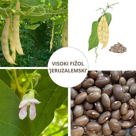 prikaz postavitve opore za visoki fižol v cikcak vzorcu