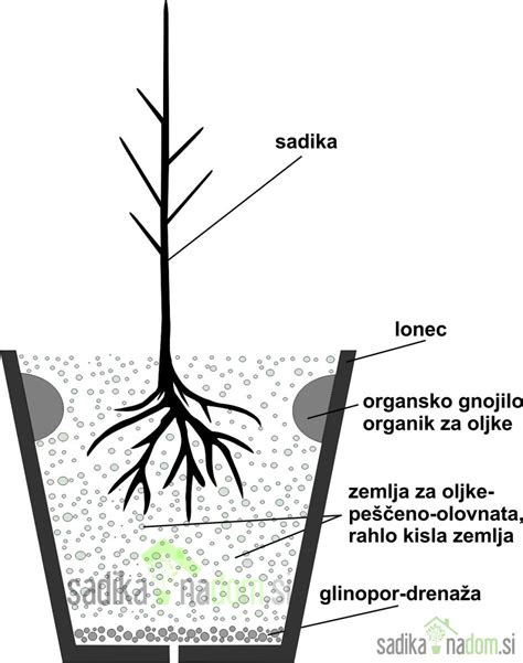 Shema: Prikaz sajenja sadik zelja v cikcak vzorcu za optimalno rast