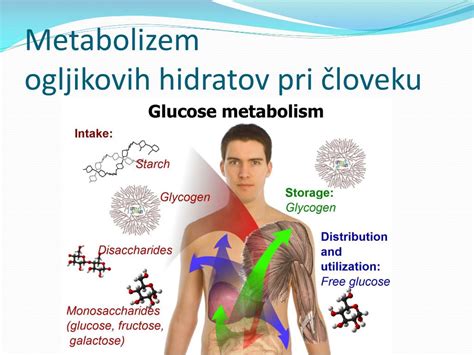 Shema prebave ogljikovih hidratov pri psu