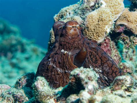 Infografiko, ki prikazuje razlike med vrstami Hapalochlaena in Octopus cyanea