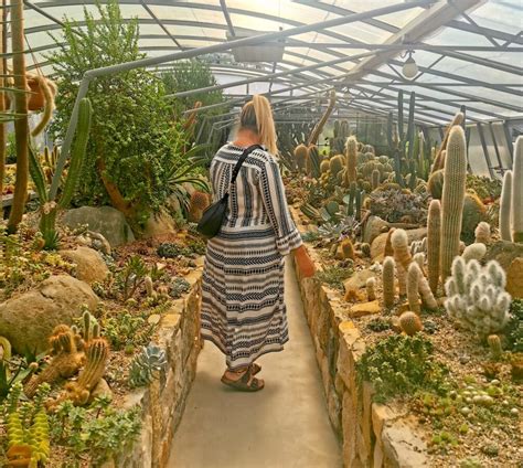 Fotogalerija različnih rastlin primernih za zimski vrt: sredozemske, tropske, kaktusi in sukulenti.