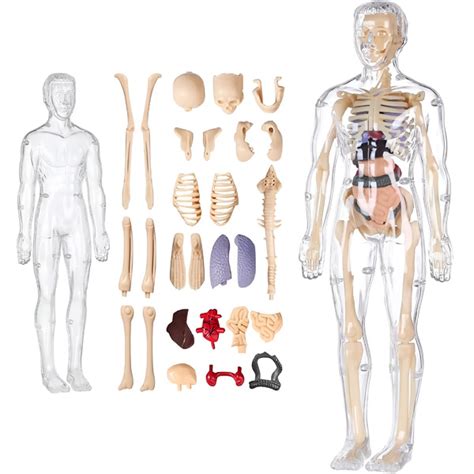 shematski prikaz anatomije morskega psa s poudarkom na hrustančnem skeletu in čutilih