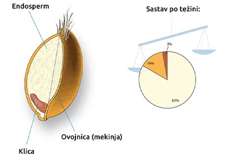shema strukture pirinega zrna: zaščitna pleva, endosperm in kalček