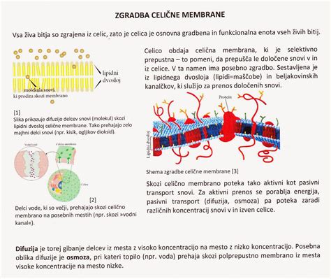 Shema celične membrane s poudarkom na nenasičenih maščobnih kislinah