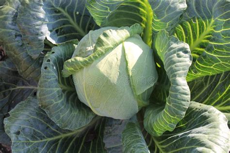 Thematic photo of a large, healthy cabbage head in a garden