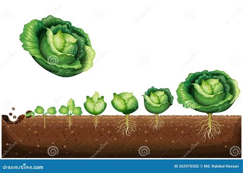Diagram showing a stored cabbage head with roots for seed production
