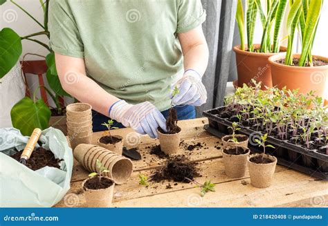 Illustration of cabbage seedlings at different stages, ready for pricking out and transplanting