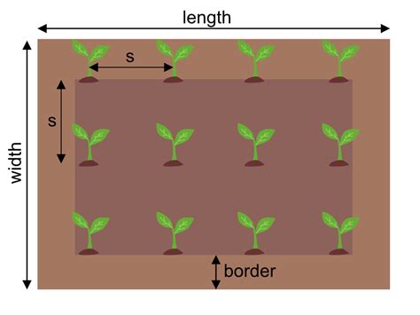 Schematic drawing of proper cabbage planting depth and spacing
