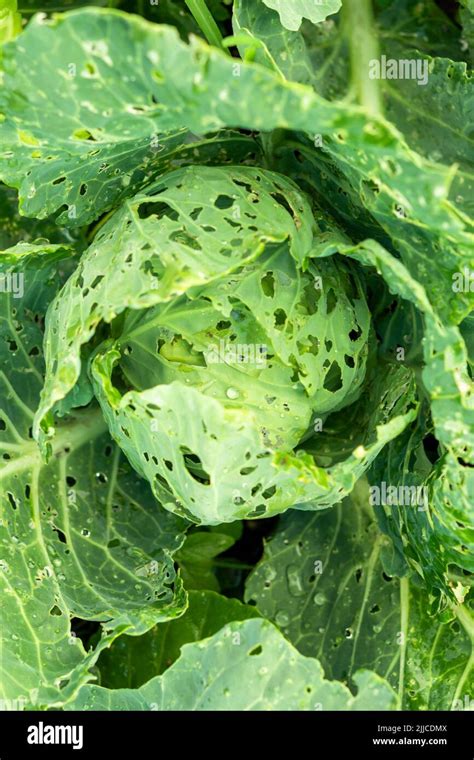Close-up photo of cabbage leaves damaged by pests like flea beetles or caterpillars