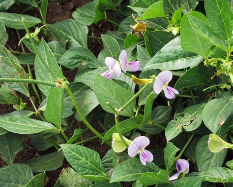 Thematic photo of Vigna unguiculata ssp. sesquipedalis with long pods