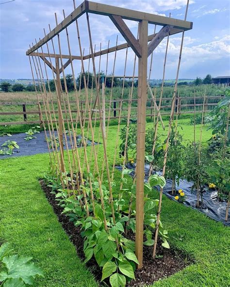 Diagram of high bean support structures and planting patterns