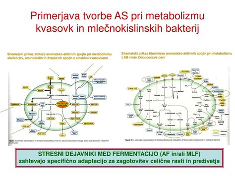 Shema, ki prikazuje vlogo mlečnokislinskih bakterij in kvasovk pri vzhajanju testa