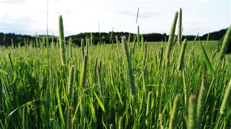 Fotografija travniškega mačjega repa (Timothy grass)